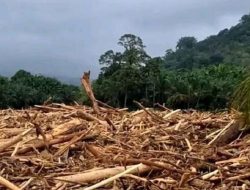 Kayu Gelondongan Banjir Sumatera Diselidiki, Kapolri: Ada Bekas Potongan Mesin