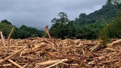 Kayu Gelondongan Banjir Sumatera Diselidiki, Kapolri: Ada Bekas Potongan Mesin