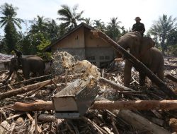 BKSDA Aceh Kerahkan 4 Gajah Lulusan Tsunami untuk Bersihkan Banjir Bandang Pidie Jaya!