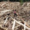 Kerugian Ekonomi Akibat Deforestasi Sebabkan Bencana di Sumatera Ditaksir Menembus Angka Rp68,67 Triliun