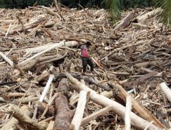 Kerugian Ekonomi Akibat Deforestasi Sebabkan Bencana di Sumatera Ditaksir Menembus Angka Rp68,67 Triliun