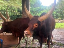 Watusi, Satwa Bertanduk Besar Asal Afrika, Kado Tahun Baru 2026 Pengunjung Taman Margasatwa Ragunan