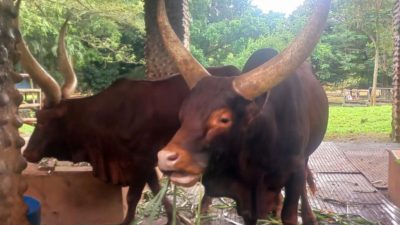 Watusi, Satwa Bertanduk Besar Asal Afrika, Kado Tahun Baru 2026 Pengunjung Taman Margasatwa Ragunan