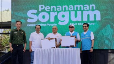 PLN EPI Tancap Gas Transisi Energi, Sorgum Jadi Bahan Bakar Baru PLTU Pelabuhan Ratu