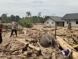 Korban Tewas Bencana Sumatera Tembus 950 Jiwa, 850 Ribu Warga Mengungsi, 274 Orang Masih Hilang