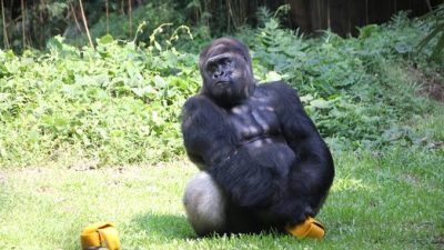 Kumbo Si Gorila Hibur Pengunjung Taman Margasatwa Ragunan