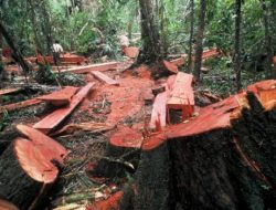 Penegak Hukum Harus Berani Menindak Pelaku Perusakan Hutan