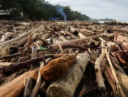 Kayu Gelondongan Pascabanjir Sumatera Bisa Dimanfaatkan untuk Warga Terdampak