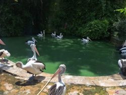 Jumlah Kunjungan Wisatawan Taman Margasatwa Ragunan pada Malam Tahun Baru