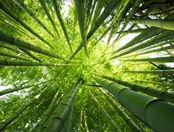 Potensi Raksasa! Industri Bambu RI Bidik Pasar Global