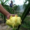 Gak Tergantung Musim Lagi! Petani Buah Naga Banyuwangi Pakai Lampu Biar Panen Terus, Kok Bisa?