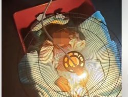 Viral Bayi Kuning ‘Dipanaskan’ Pakai Lampu Bohlam Bak Ayam Goreng, Dokter Anak Wanti-wanti Bahayanya!