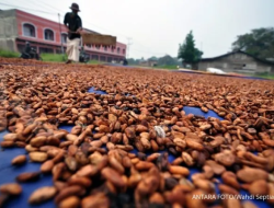 RI Jadi Produsen Kakao Olahan Terbesar ke-4 Dunia, Raup Devisa USD 3,42 Miliar!