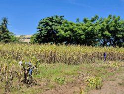 Gebrakan PLN EPI: Sulap Sorgum Jadi Bahan Bakar PLTU, Bakal Jadi Game Changer Dunia?