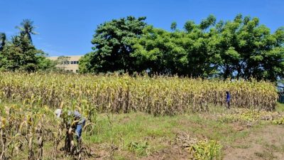 Gebrakan PLN EPI: Sulap Sorgum Jadi Bahan Bakar PLTU, Bakal Jadi Game Changer Dunia?