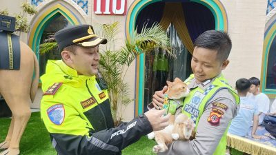 Gemas! Kenalan Sama ‘Si Oyen’, Kucing Polisi Berompi yang Jaga Jalur Puncak