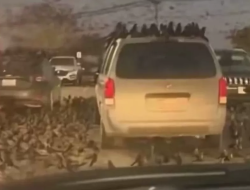 Viral Video Ribuan Burung Gagak Hantui Langit Israel, Netizen Singgung Ramalan Kiamat!