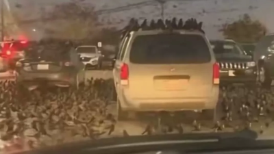 Viral Video Ribuan Burung Gagak Hantui Langit Israel, Netizen Singgung Ramalan Kiamat!