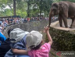 80.790 Wisatawan Kunjungi Ragunan pada H+2 Lebaran