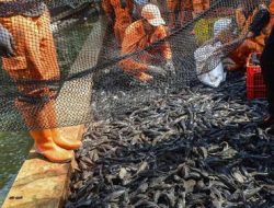 MUI Soroti Pemprov DKI Kubur Hidup-hidup Ikan Sapu-sapu, Begini Respons Pramono Anung