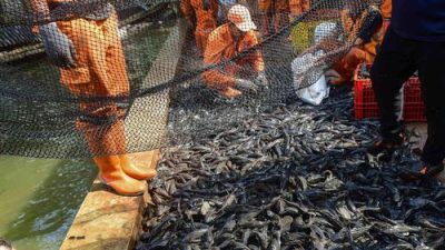 MUI Soroti Pemprov DKI Kubur Hidup-hidup Ikan Sapu-sapu, Begini Respons Pramono Anung