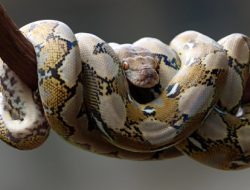 WNA Jadi Tersangka, Kementerian Kehutanan gagalkan penyelundupan 202 reptil ke Dubai