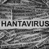 Waspada! Hantavirus Seoul Mengintai RI, 23 Orang Terinfeksi dan 3 Nyawa Melayang
