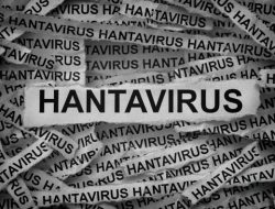 Waspada! Hantavirus Seoul Mengintai RI, 23 Orang Terinfeksi dan 3 Nyawa Melayang