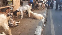 Peringatan Keras Satpol PP Jakarta: Jangan Coba-coba Pajang Hewan Kurban di Trotoar!