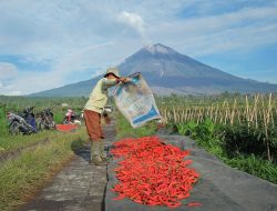 Sokong Swasembada Pangan Pemerintah, BRI Guyur KUR Rp 65,95 Triliun Per April 2026
