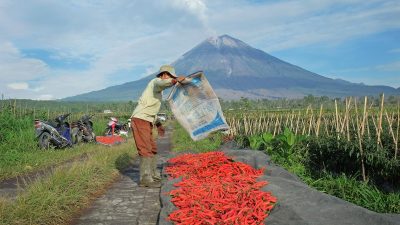 Sokong Swasembada Pangan Pemerintah, BRI Guyur KUR Rp 65,95 Triliun Per April 2026