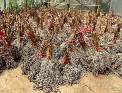 Jepang-Korsel Mulai Lirik, PLN EPI Tancap Gas Kembangkan Biomassa Bareng Sorbu Agro Energi