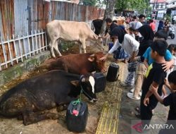 Ini Tips Memilih Hewan Kurban Sehat dan Sesuai Syariat Islam