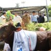 Sambut Idul Adha, AirNav Indonesia Gelontorkan Puluhan Hewan Kurban untuk Warga Tangerang!