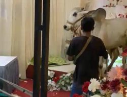 Detik-detik Tamu Nikahan di Banyumas Kocar-kacir Gegara Kedatangan ‘Tamu Tak Diundang’