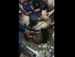 Dramatis! Ibu Rumah Tangga Obesitas di Situbondo Terperosok ke Septic Tank 4 Meter