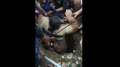 Dramatis! Ibu Rumah Tangga Obesitas di Situbondo Terperosok ke Septic Tank 4 Meter