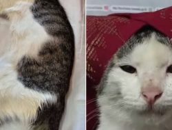 Bikin Netizen Mewek Berjamaah, Kucing di Balik Meme Viral ‘Onde Mande’ Mati karena Virus Calici