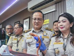 Aksi Nekat Turis Thailand di Bandara Soetta: Sembunyikan Satwa Liar di Dalam Legging dan Kaus Kaki!
