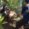 Bikin Jantungan! Sapi Kurban di Tasikmalaya Kabur Sejauh 4 Km, Warga yang Ngejar Malah Diseruduk!