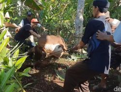 Bikin Jantungan! Sapi Kurban di Tasikmalaya Kabur Sejauh 4 Km, Warga yang Ngejar Malah Diseruduk!