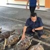 Sebanyak 21 Penyu Hijau Diselamatkan dari Upaya Penyelundupan di Bali