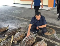 Sebanyak 21 Penyu Hijau Diselamatkan dari Upaya Penyelundupan di Bali