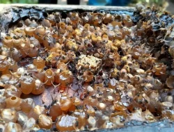 Bisa Jadi Obat Masa Depan, Peneliti BRIN Temukan Rahasia Antikanker di Dalam Madu dan Bee Pollen