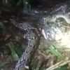 Detik-detik Suami Tebas Kepala Ular Piton 7,8 Meter yang Terkam Istrinya di Pulau Taliabu