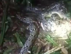 Detik-detik Suami Tebas Kepala Ular Piton 7,8 Meter yang Terkam Istrinya di Pulau Taliabu