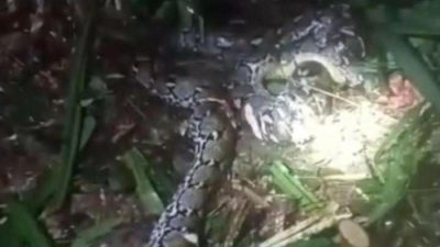 Detik-detik Suami Tebas Kepala Ular Piton 7,8 Meter yang Terkam Istrinya di Pulau Taliabu