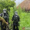 Berawal dari Patroli, Satgas TNI Habema Obrak-abrik Ladang Ganja di Pedalaman Yahukimo Papua