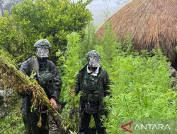 Berawal dari Patroli, Satgas TNI Habema Obrak-abrik Ladang Ganja di Pedalaman Yahukimo Papua