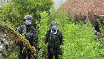 Berawal dari Patroli, Satgas TNI Habema Obrak-abrik Ladang Ganja di Pedalaman Yahukimo Papua